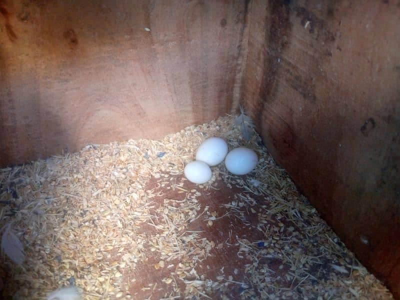 lovebird, creamino,albino red eyes, albino black eyes, 4