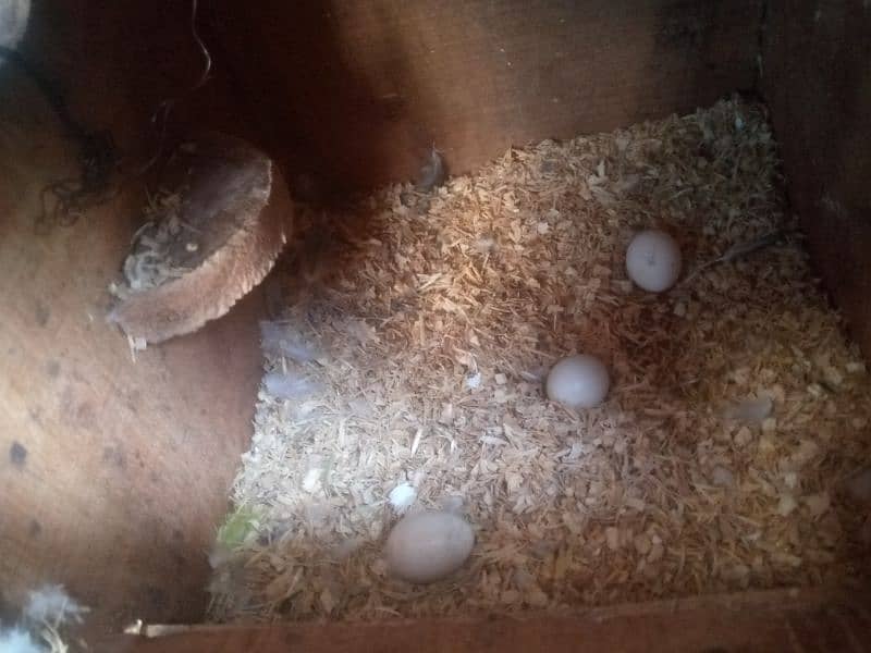 lovebird, creamino,albino red eyes, albino black eyes, 5