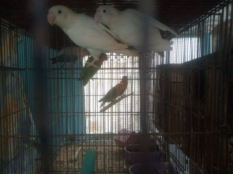 lovebird, creamino,albino red eyes, albino black eyes, 7