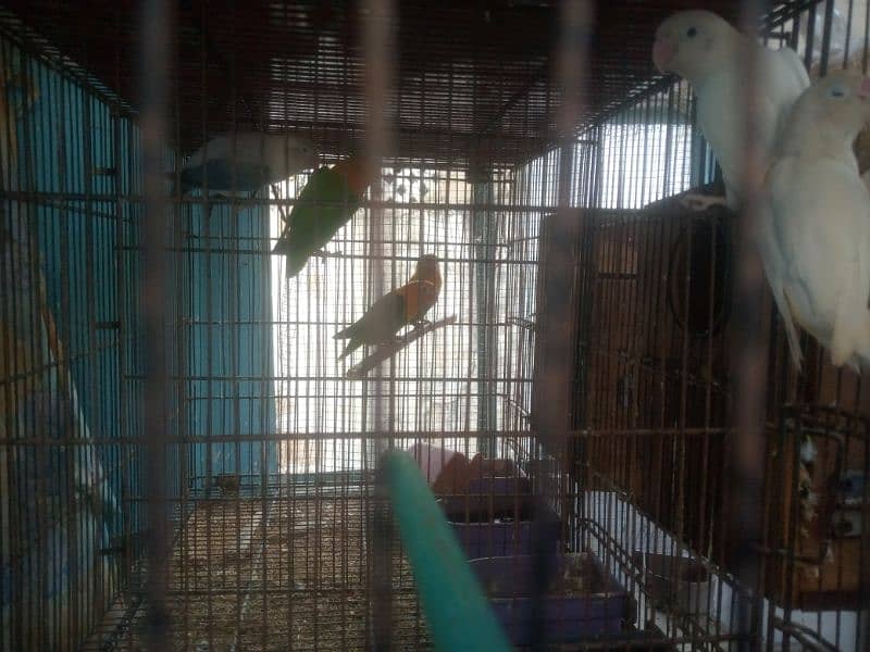 lovebird, creamino,albino red eyes, albino black eyes, 8