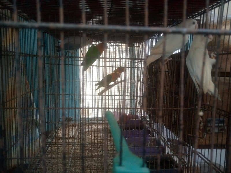 lovebird, creamino,albino red eyes, albino black eyes, 9