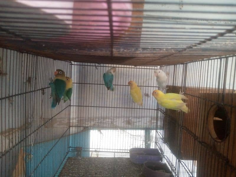 lovebird, creamino,albino red eyes, albino black eyes, 10