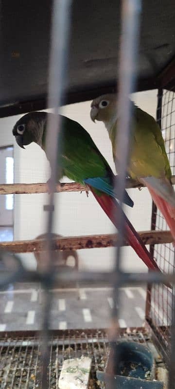 Young prolific Green Conure pair 0