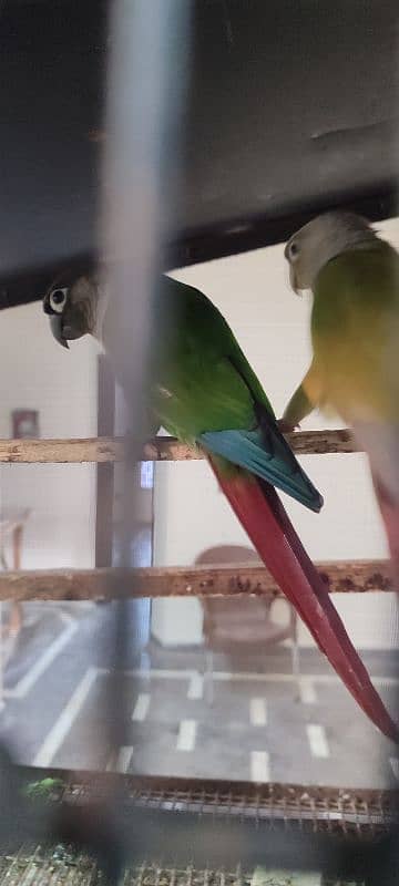 Young prolific Green Conure pair 1