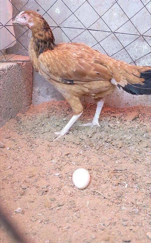 Aseel hen egg laying murgi Ande wali 3