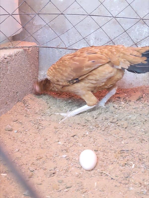 Aseel hen egg laying murgi Ande wali 4