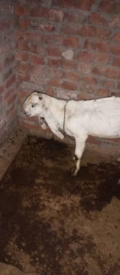 Bakra