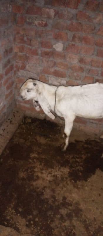 Bakra dasi bohat acha bakra 0