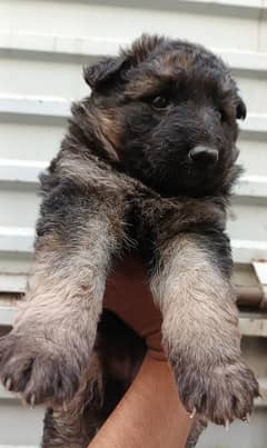 German Shepherd long coat puppy available 30 days age for sale