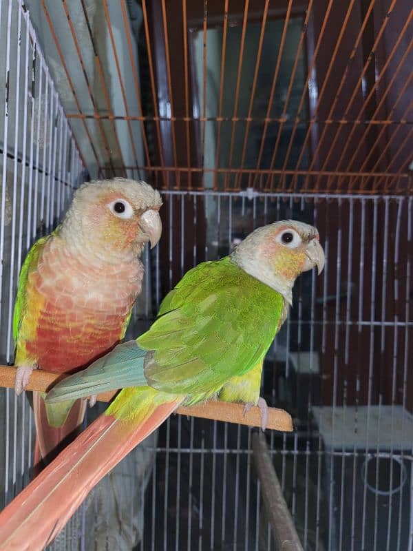 pineapple conure highlighted factor 0