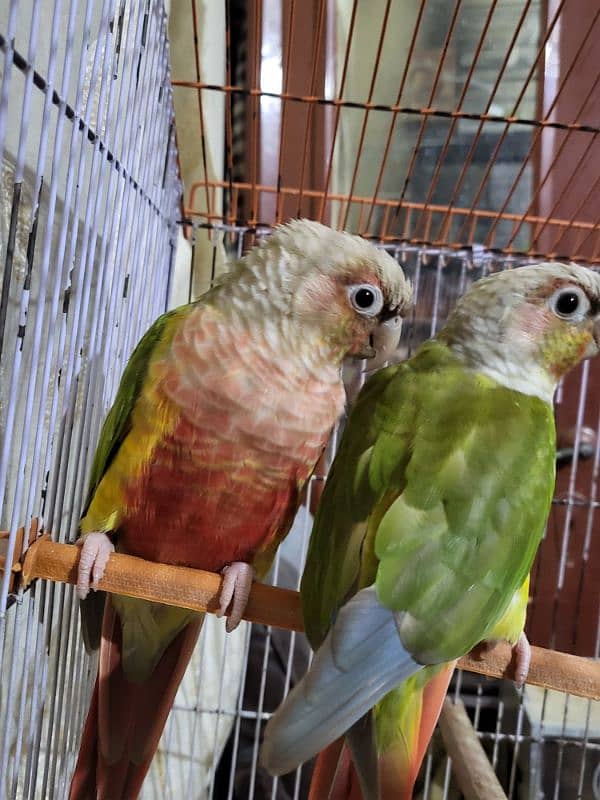 pineapple conure highlighted factor 2