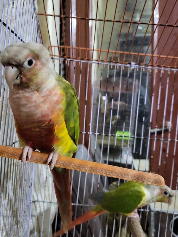 pineapple conure highlighted factor 3