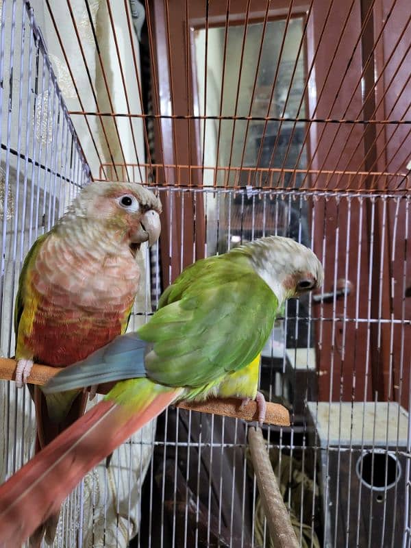 pineapple conure highlighted factor 4