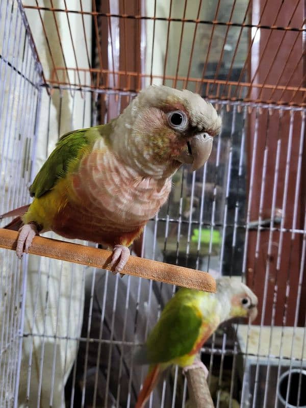 pineapple conure highlighted factor 5