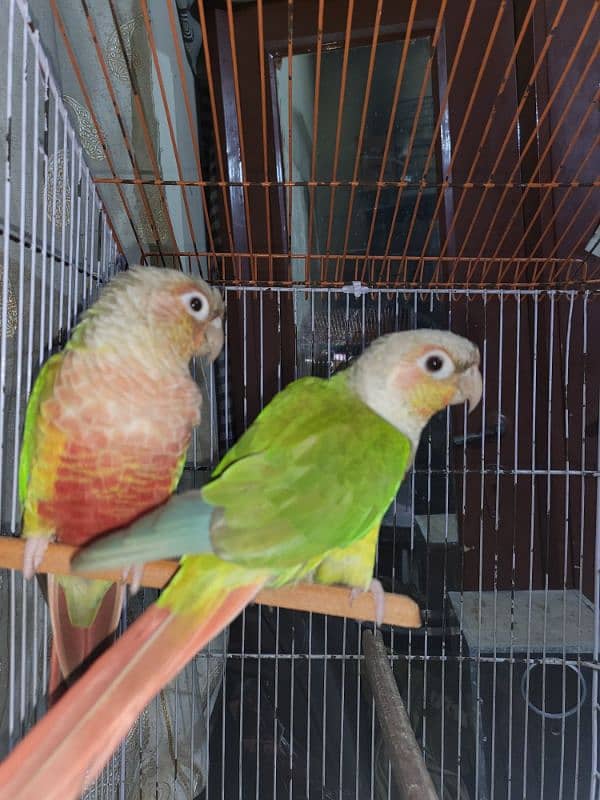 pineapple conure highlighted factor 6