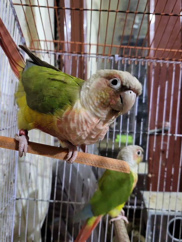 pineapple conure highlighted factor 7