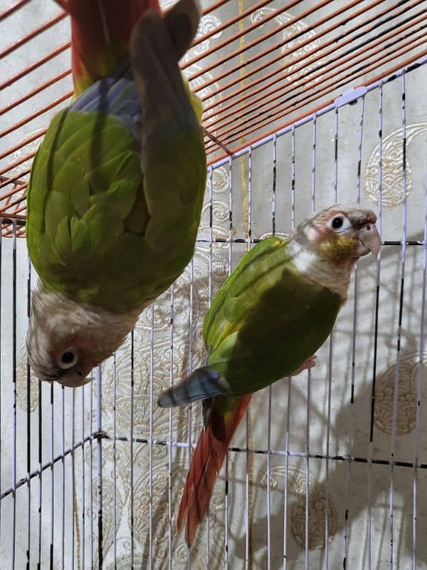 pineapple conure highlighted factor 9