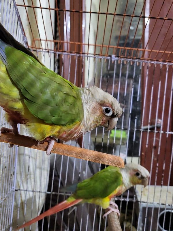 pineapple conure highlighted factor 10