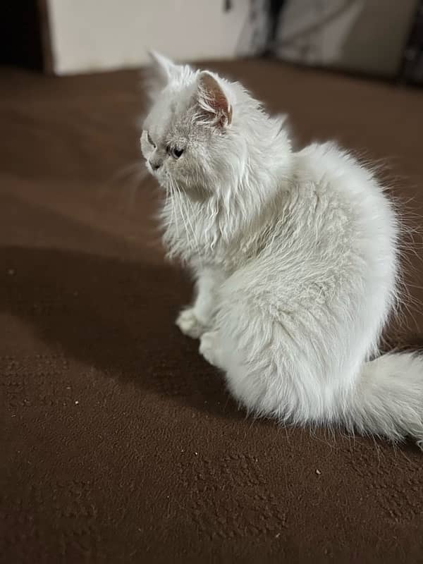 Persian Cat white color 0