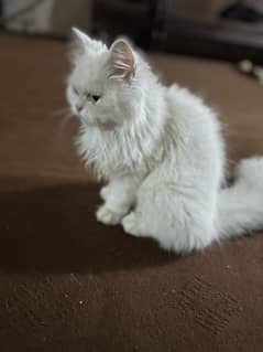 Persian Cat white color