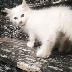 Persian Kittens Vaccinated Long Fur Only serious Buyers 03254240227