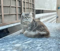 Triple Coated Female Persian Cat Gray