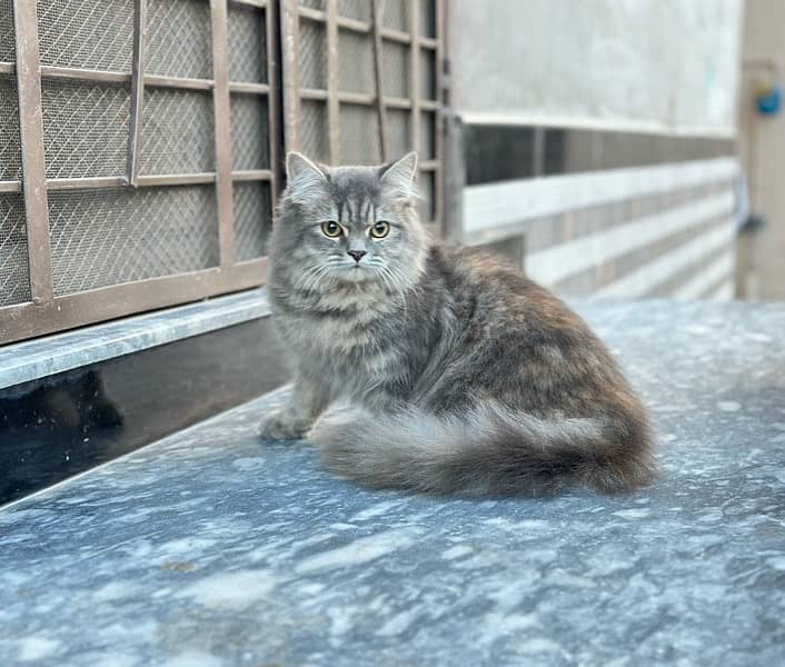 Triple Coated Female Persian Cat Gray 0