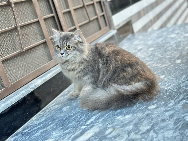 Triple Coated Female Persian Cat Gray 1