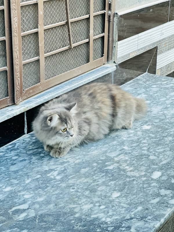 Triple Coated Female Persian Cat Gray 3