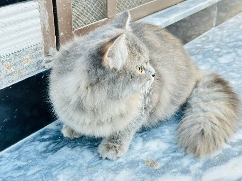 Triple Coated Female Persian Cat Gray 4