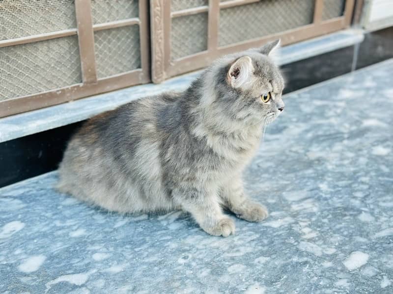 Triple Coated Female Persian Cat Gray 6