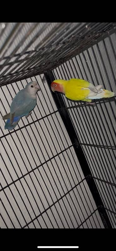 creamino pair albino red eye breeder pair available 4