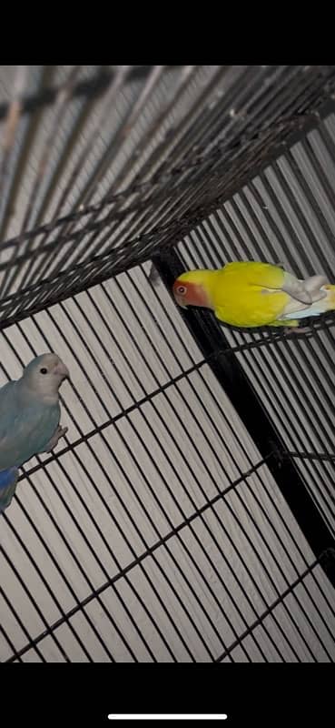 creamino pair albino red eye breeder pair available 5