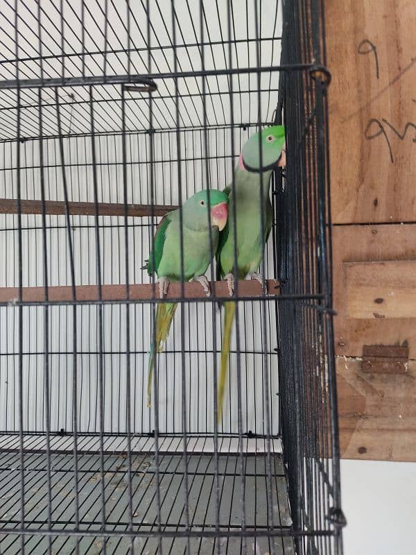 Kashmiri raw Breeder pair 0