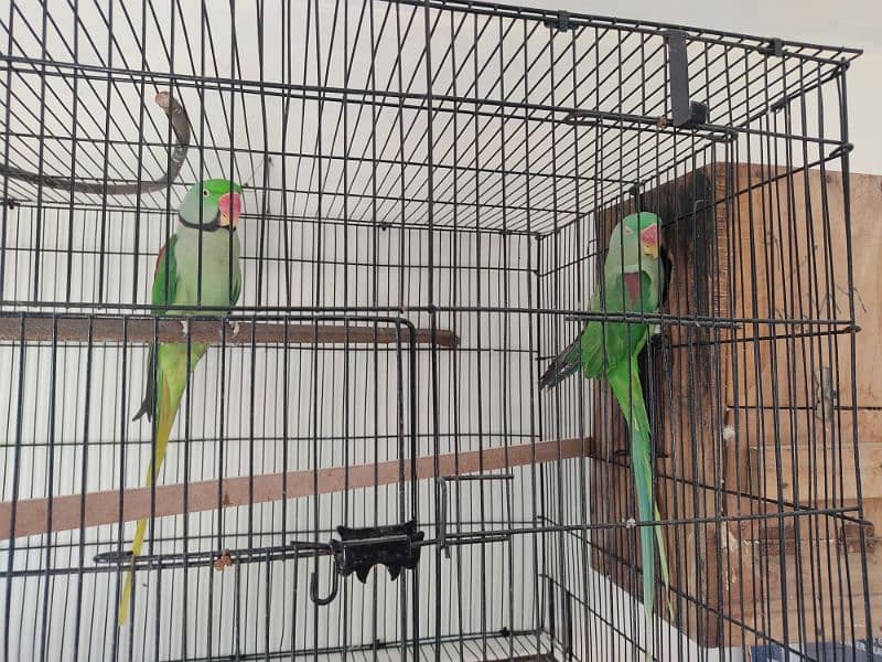 Kashmiri raw Breeder pair 8