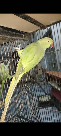 parrot for sale