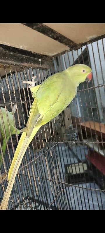 parrot for sale 0