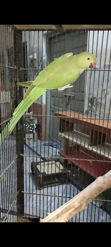 parrot for sale 1