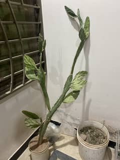 cactus plant for sale bargain avalible 5 foot tall autralian breed