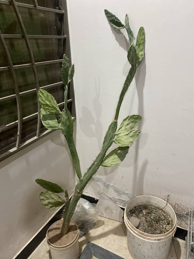 cactus plant for sale bargain avalible 5 foot tall autralian breed 0