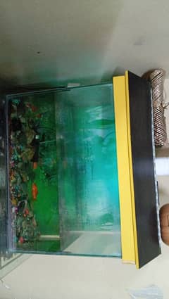 Fish aquarium