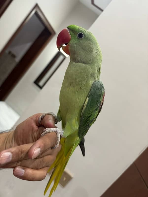 RAW parrot 0