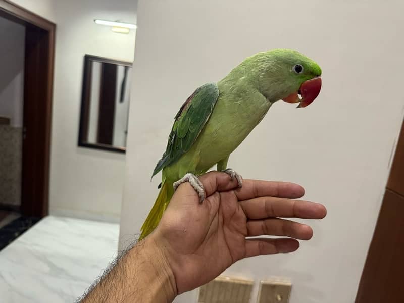 RAW parrot 1