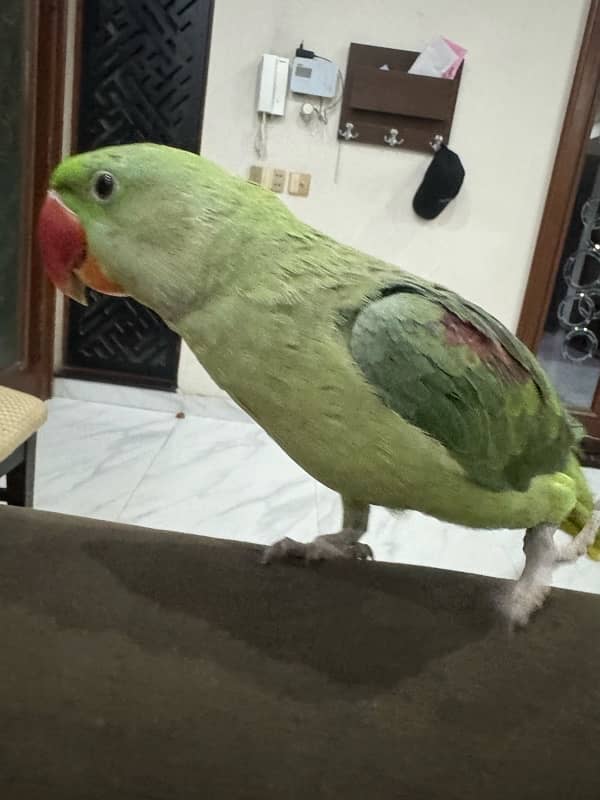 RAW parrot 2