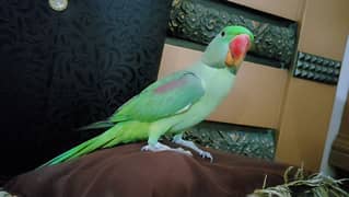 Raw male parrot Tame and talking 0321#7242445