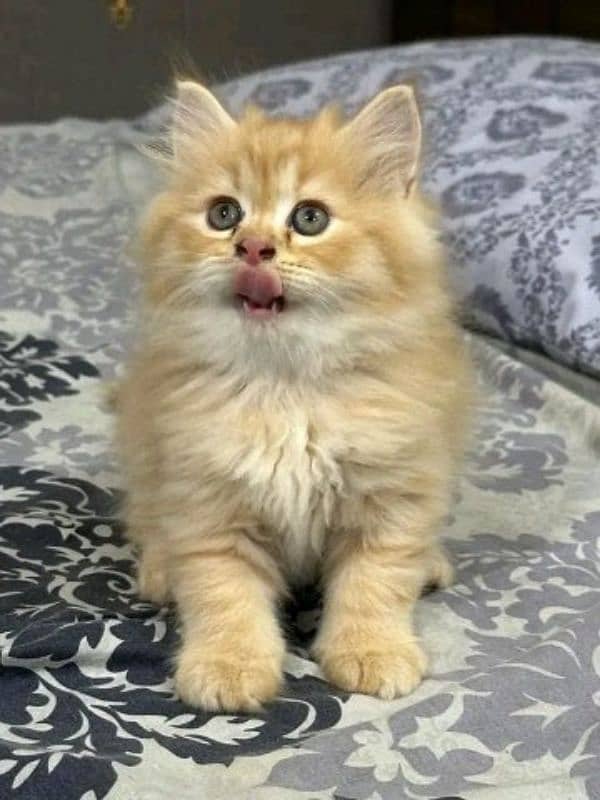 PERSIAN KITTEN FOR SALE CONTAVT WHATUP 03090000539 8