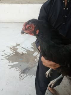 I am selling balck mushki female