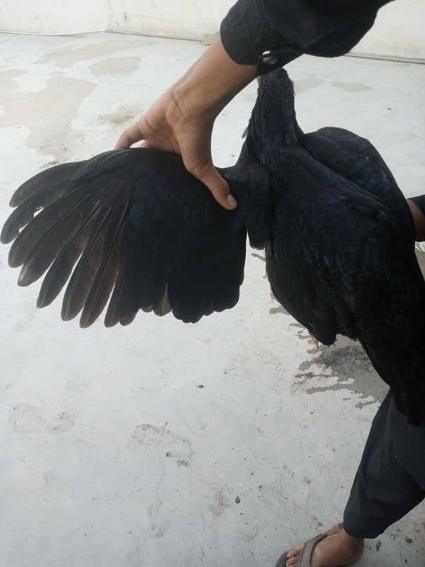 I am selling balck mushki female 1