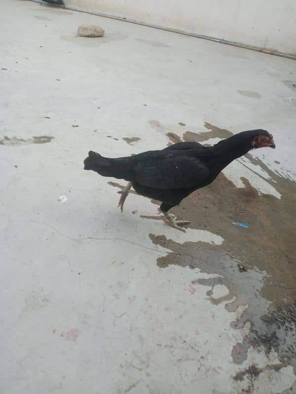 I am selling balck mushki female 2