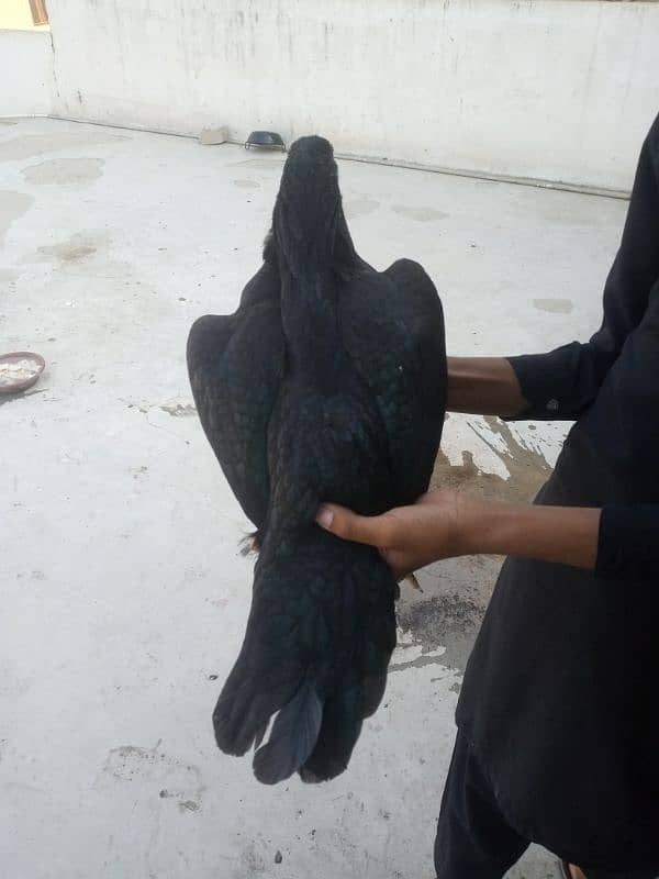 I am selling balck mushki female 4